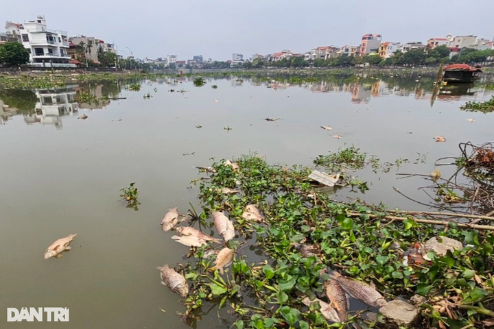 Around 300 tonnes of fish in Hai Duong die - 2 Around 300 tonnes of fish in Hai Duong die - 2