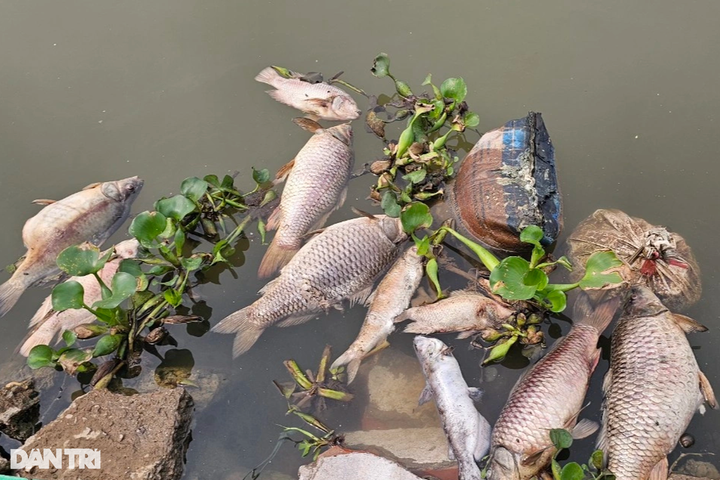 Around 300 tonnes of fish in Hai Duong die - 3 Around 300 tonnes of fish in Hai Duong die - 3