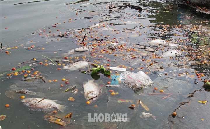Another fish death hits Hanoi’s largest lake - 3 Another fish death hits Hanoi’s largest lake - 3