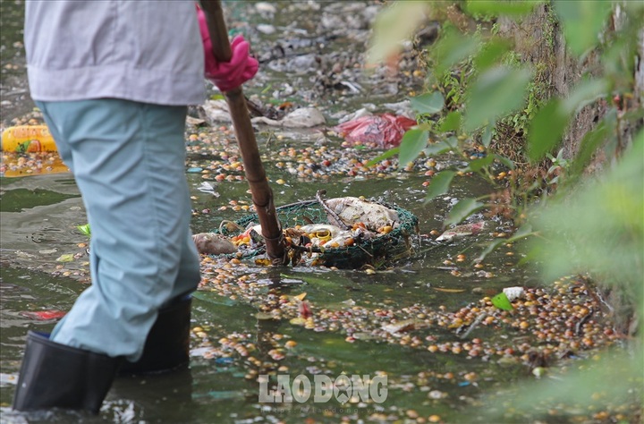 Another fish death hits Hanoi’s largest lake - 6 Another fish death hits Hanoi’s largest lake - 6