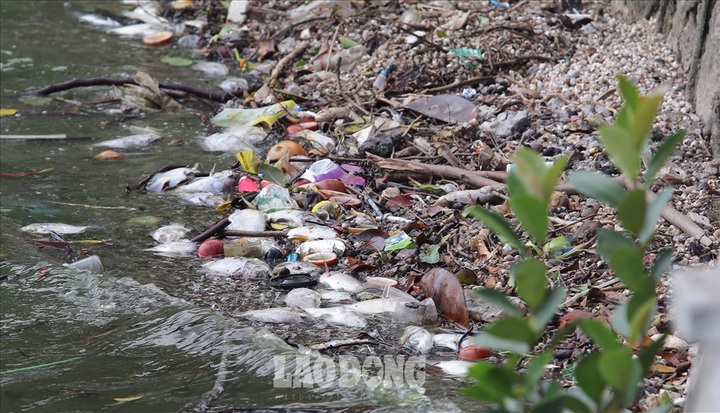 Another fish death hits Hanoi’s largest lake - 8 Another fish death hits Hanoi’s largest lake - 8