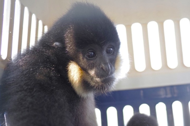 Rare yellow-cheeked gibbon handed over to national park - 1