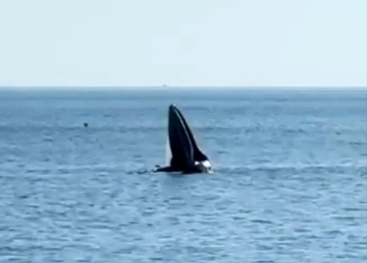 Another whale found off Phu Yen coast - 1 Another whale found off Phu Yen coast - 1