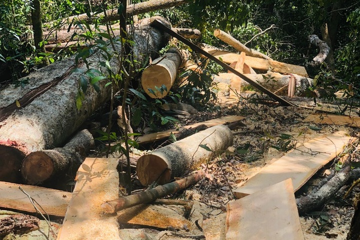 Cameras to be used to protect Gia Lai forest - 1 Cameras to be used to protect Gia Lai forest - 1