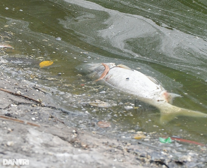 Changeable weather triggers mass fish deaths in Hanoi lake - 2