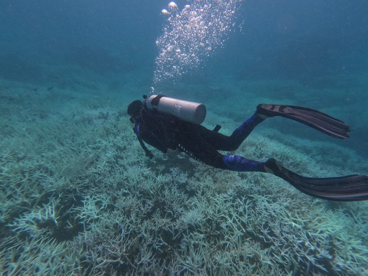 Con Dao halts swimming and diving activities to protect coral - 1