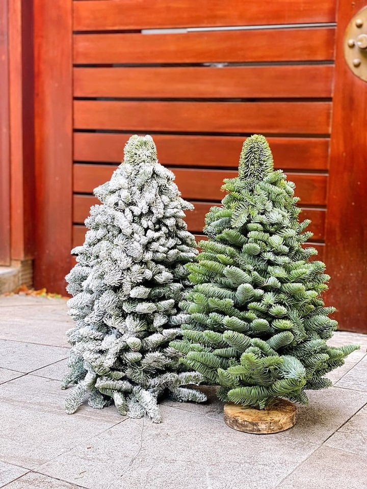 Fresh pine trees become popular for Christmas decorations - 4