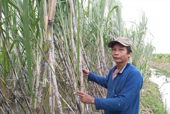 Hau Giang sugarcane farmers struggling with difficulties - 1