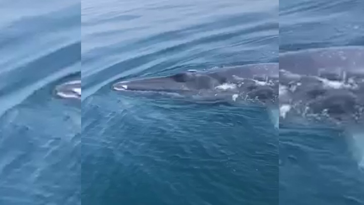 Whale sighted off Thanh Hoa - 1