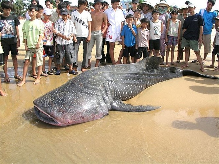 Investigation to be launched into rare fish slaughtering for sale - 2