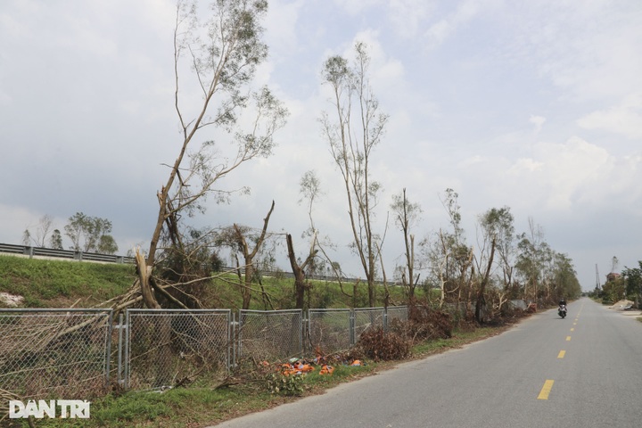 Typhoon Yagi knocks over 41,000 trees along Hanoi-Haiphong Highway - 5 Typhoon Yagi knocks over 41,000 trees along Hanoi-Haiphong Highway - 5