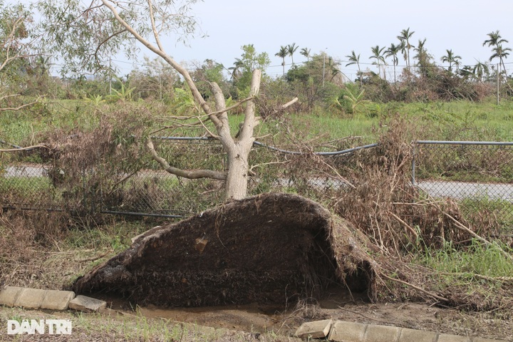 Typhoon Yagi knocks over 41,000 trees along Hanoi-Haiphong Highway - 6 Typhoon Yagi knocks over 41,000 trees along Hanoi-Haiphong Highway - 6