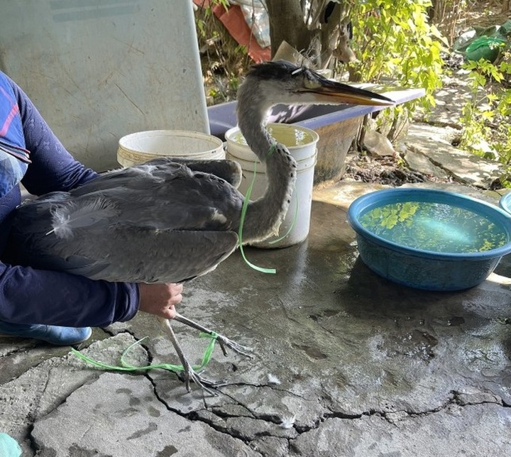Hanoi cracks down on illegal wild bird market - 1 Hanoi cracks down on illegal wild bird market - 1