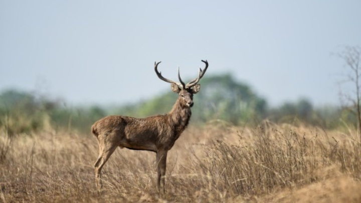 Crowdfunding brings life-saving water to Myanmar's deer - 1