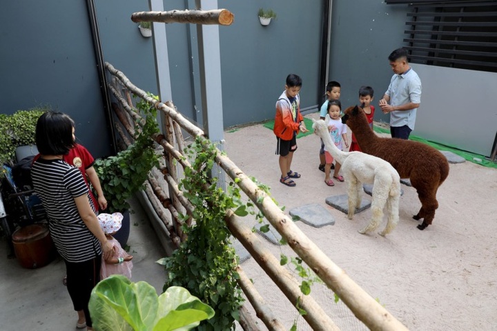 Animal coffee shop attracts young people - 2