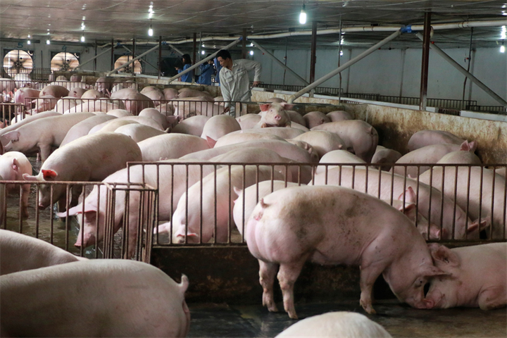 Pig prices sharply rise - 1