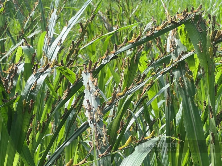 Yellow-spined bamboo locusts ravage more Vietnamese localities - 1
