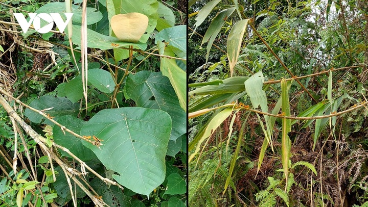 Yellow-spined bamboo locusts ravage crops in Cao Bang - 1 Yellow-spined bamboo locusts ravage crops in Cao Bang - 1