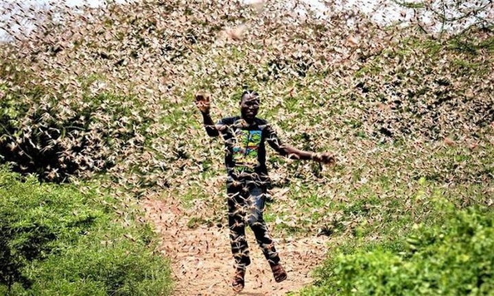 Vietnam prepares to face locust invasion - 1