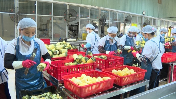 Ninh Binh farmers enjoy bountiful pineapple crops - 2