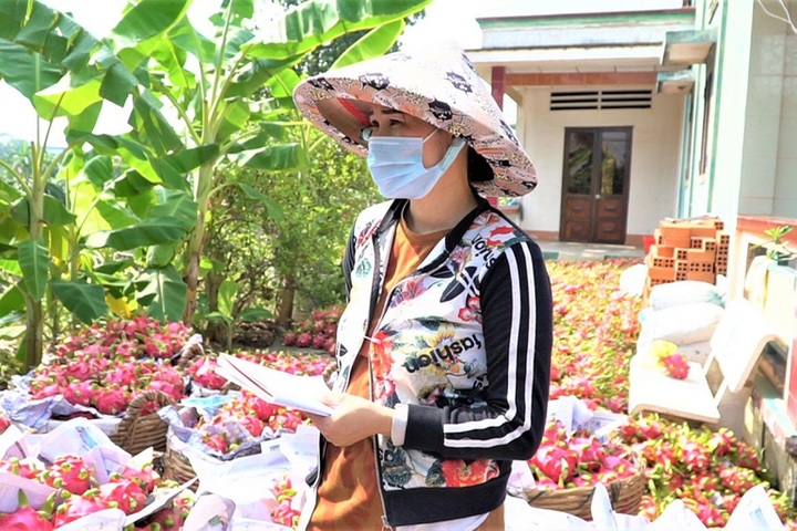 Dragon fruit growers face loss due to price fall - 4