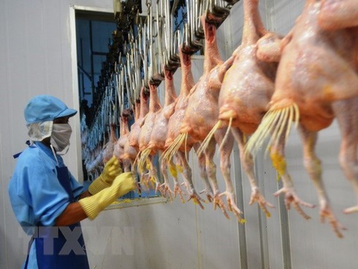 Vietnam exports processed chicken to Russia - 1