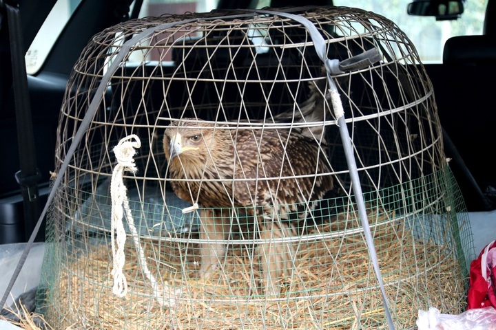 Rare eagle rescued in Bac Giang - 1
