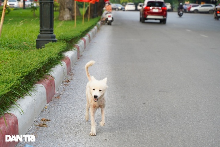 Unmuzzled dogs on Hanoi streets pose dangers - 4 Unmuzzled dogs on Hanoi streets pose dangers - 4