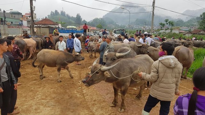 North-west's famous buffalo market - 4