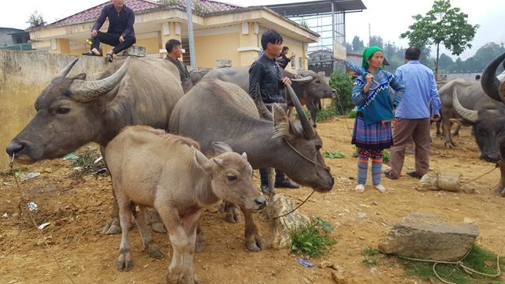 North-west's famous buffalo market - 6