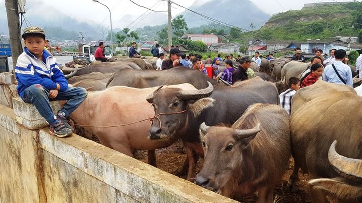 North-west's famous buffalo market - 8