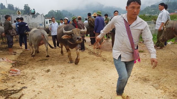 North-west's famous buffalo market - 11