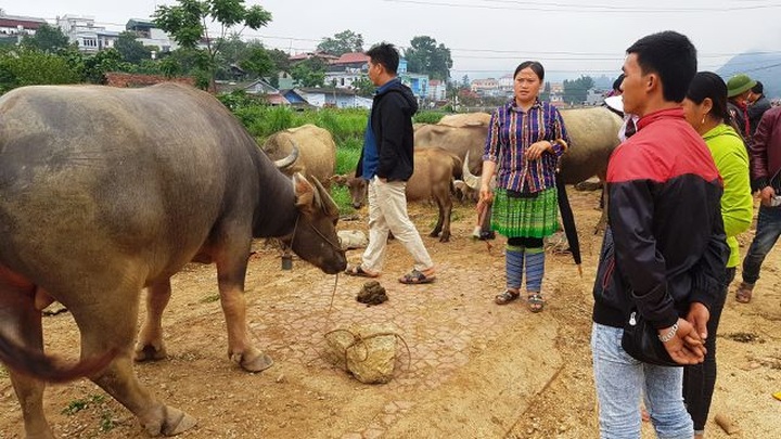 North-west's famous buffalo market - 5