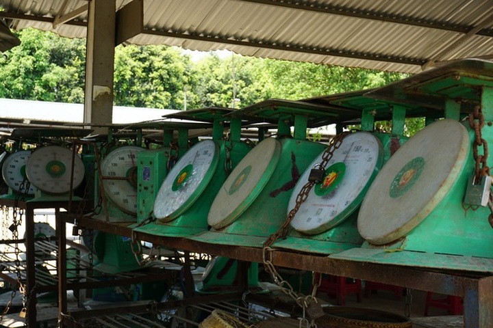 Pig market experiences slow sales as prices increase - 5