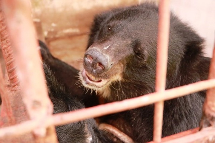 Joint efforts made to crack down wildlife cybercrime - 1