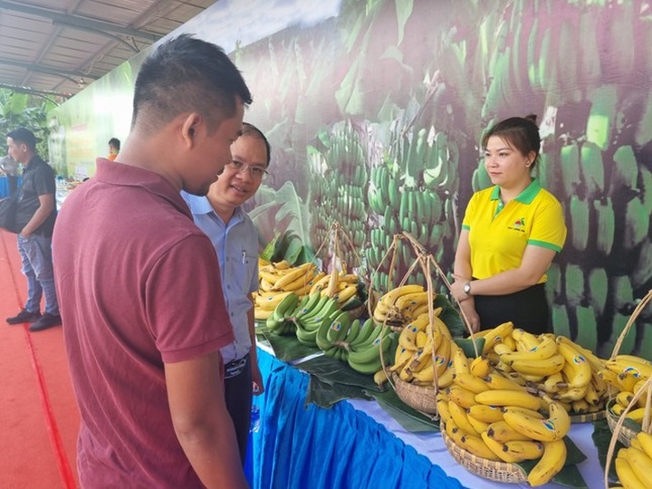 Dong Nai to export 500,000 tonnes of bananas this year - 1