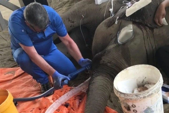 Dak Lak elephant saved from broken tusks - 1 Dak Lak elephant saved from broken tusks - 1