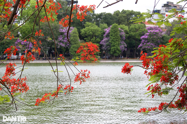 Iconic Hanoi lake wreathed with colourful summer flowers - 4