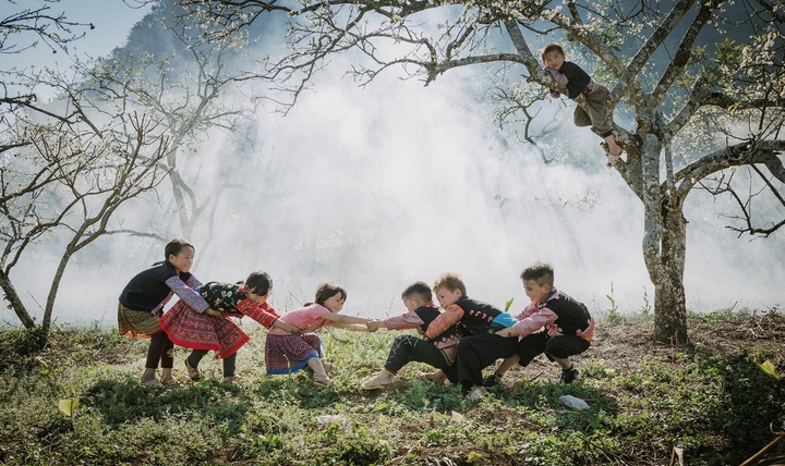 Plum blossoms in Moc Chau - 6