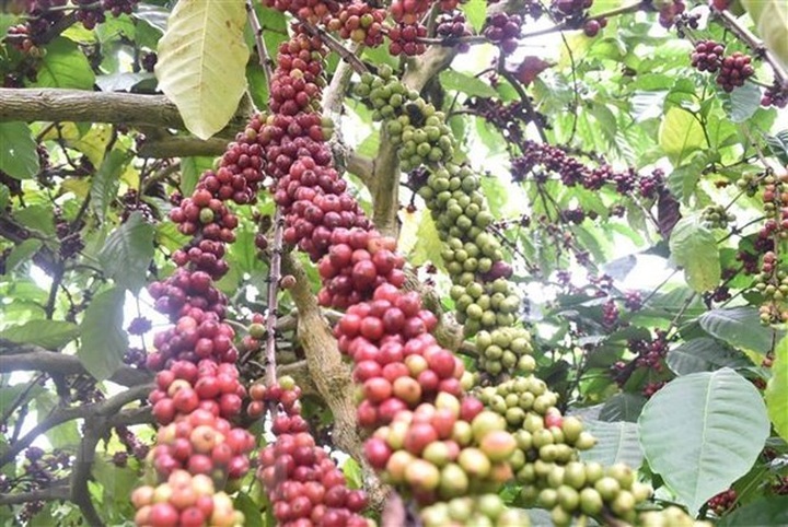 Vietnam becomes third largest coffee supplier to US - 1 Vietnam becomes third largest coffee supplier to US - 1