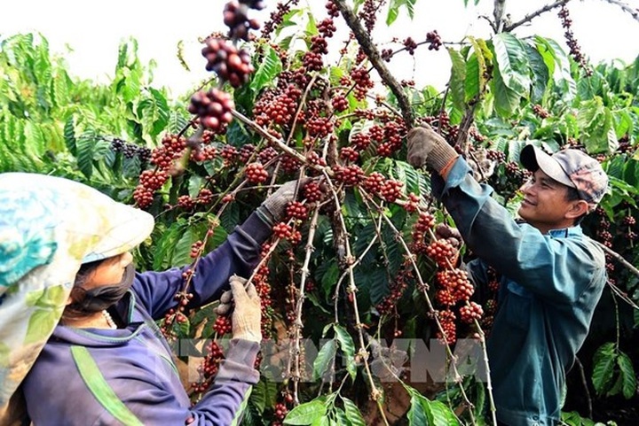Coffee industry works to improve product value - 1 Coffee industry works to improve product value - 1
