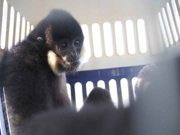 Over 100 wild animals released back to wild in Ninh Binh in first five months - 2 Over 100 wild animals released back to wild in Ninh Binh in first five months - 2