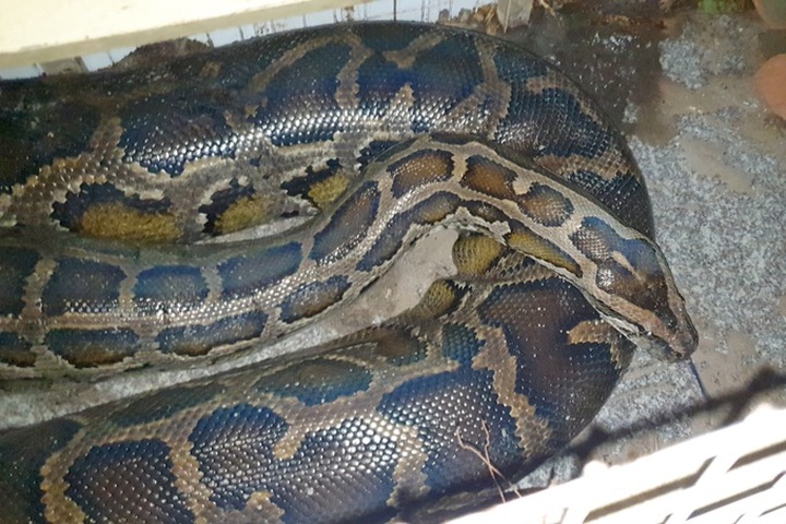 HCM City man hands over rare python to authorities - 1