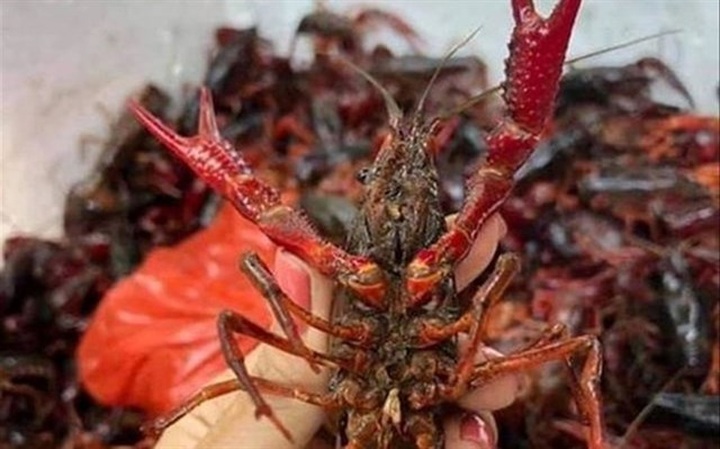 Market watchdog tightens fight against imports of banned crawfish - 1