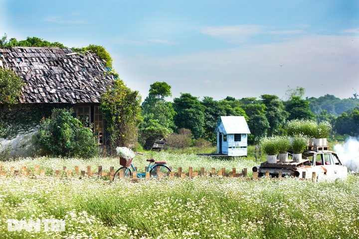 Hanoi daisy gardens attract visitors - 2 Hanoi daisy gardens attract visitors - 2