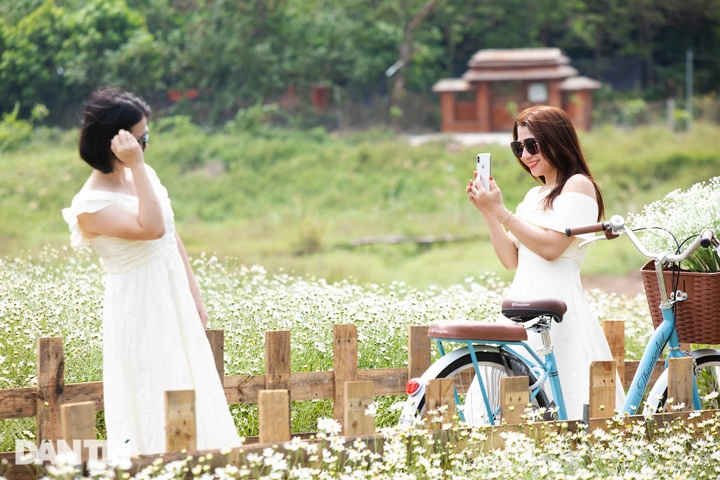 Hanoi daisy gardens attract visitors - 1 Hanoi daisy gardens attract visitors - 1