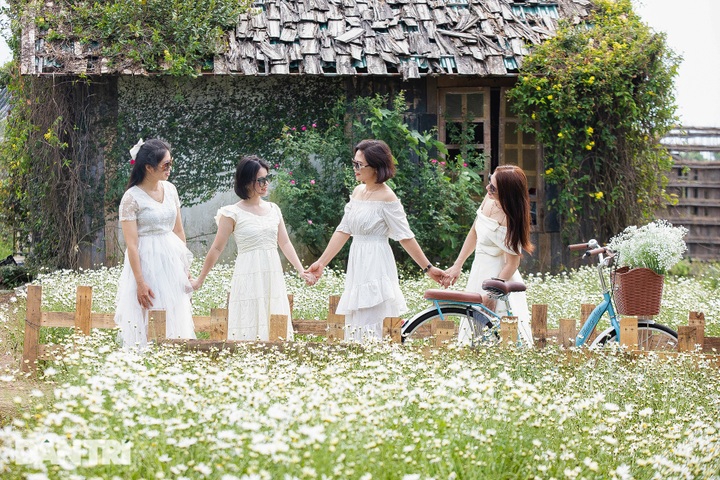 Hanoi daisy gardens attract visitors - 6 Hanoi daisy gardens attract visitors - 6