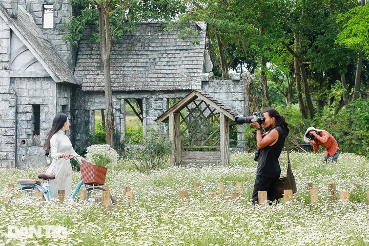 Hanoi daisy gardens attract visitors - 4 Hanoi daisy gardens attract visitors - 4