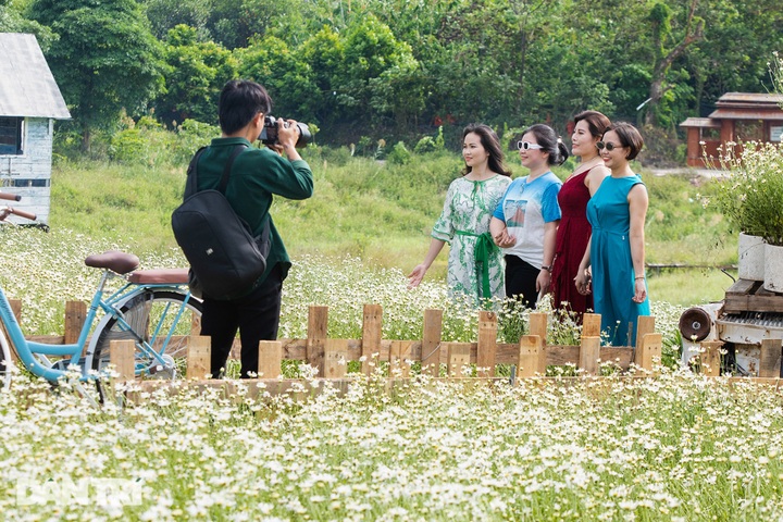 Hanoi daisy gardens attract visitors - 5 Hanoi daisy gardens attract visitors - 5