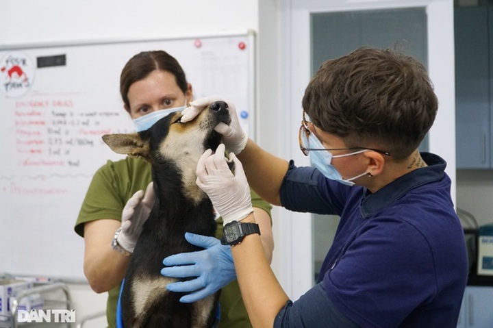 Cat and dog restaurant gives away animals to close business - 5